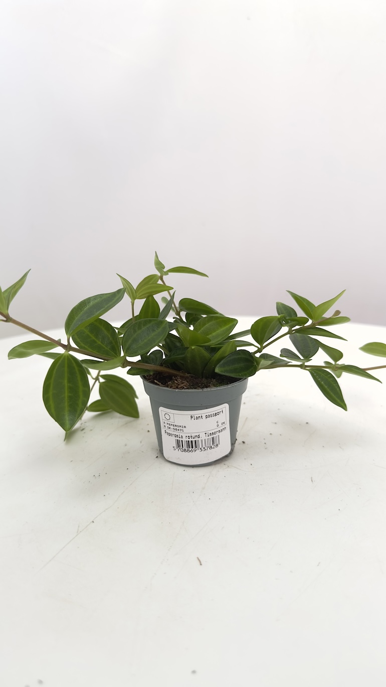 Peperomia Roca suro