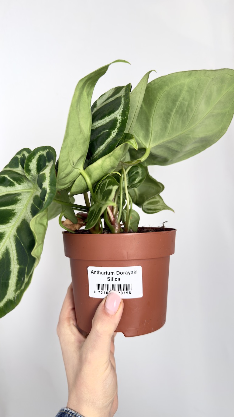 Anthurium Dorayaki Silica