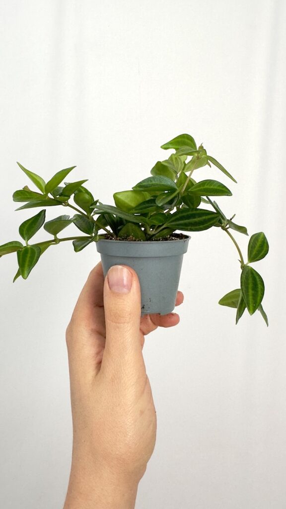 Peperomia Roca suro