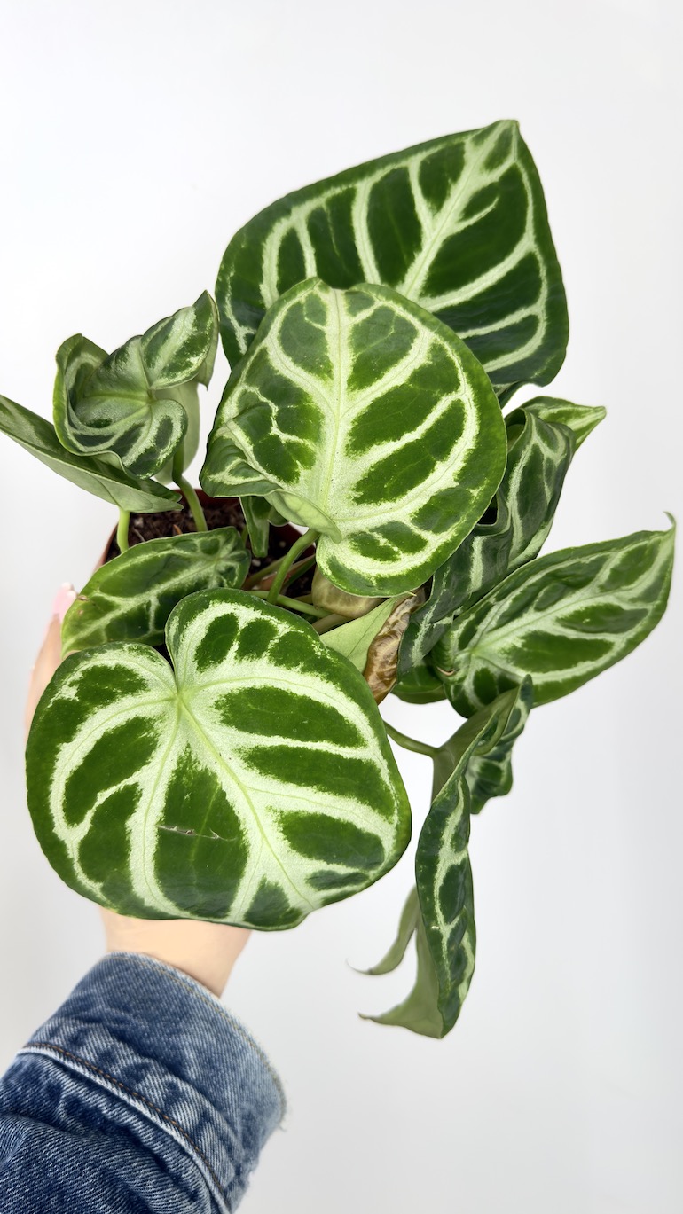 中サイズAnthurium dorayaki x magnificum Anthurium (Red Magnificum x Red Dorayaki) x Sp. Napo