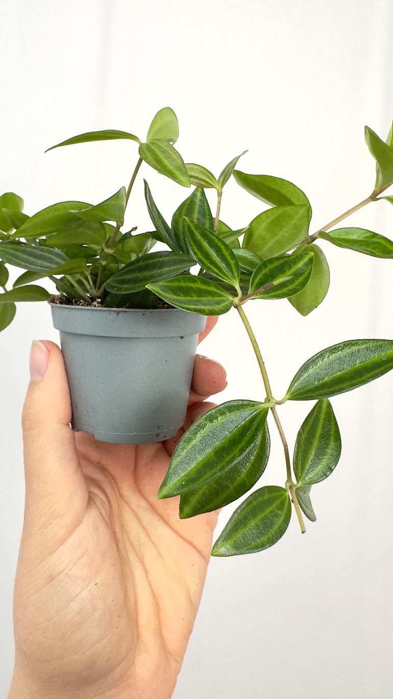 Peperomia Roca suro