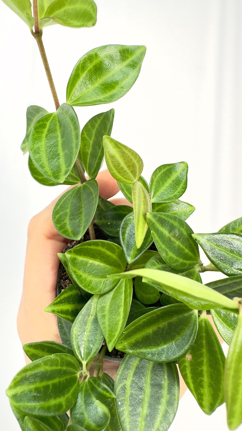 Peperomia Roca suro