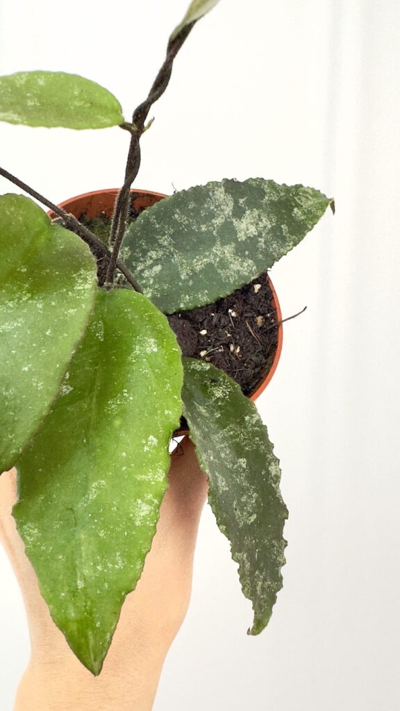 Hoya Caudata