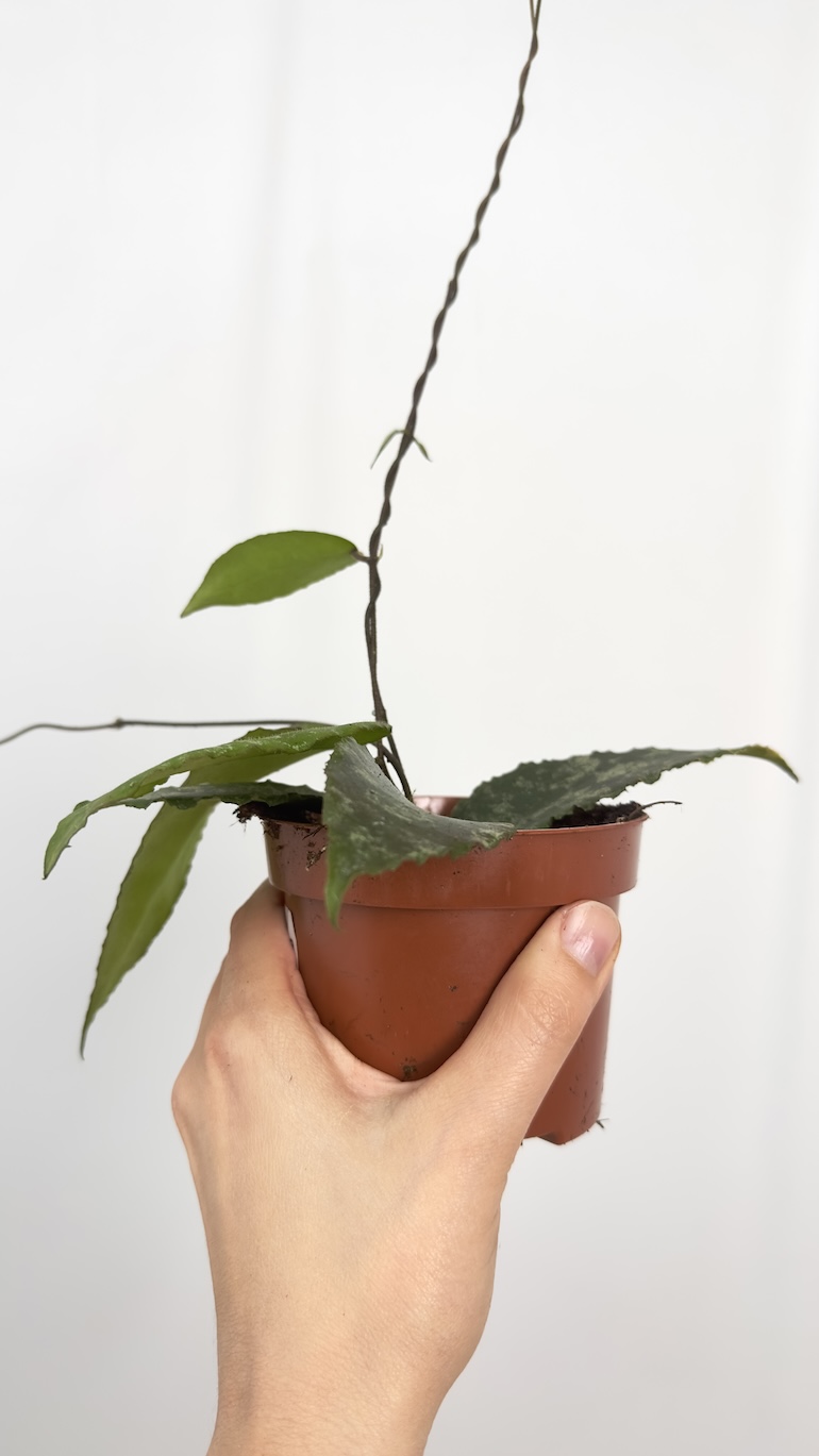 Hoya Caudata