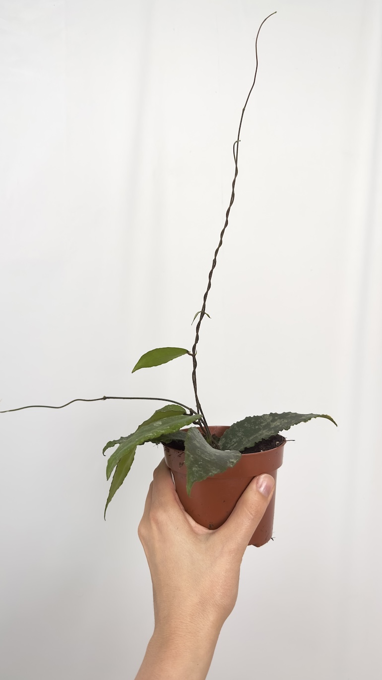 Hoya Caudata