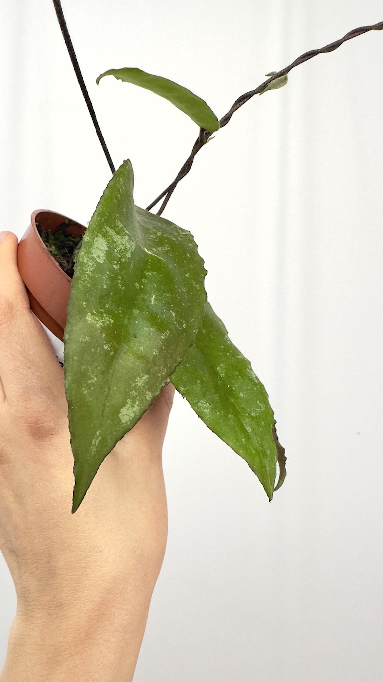 Hoya Caudata