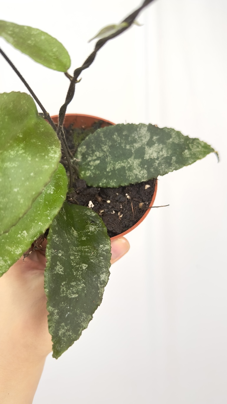 Hoya Caudata