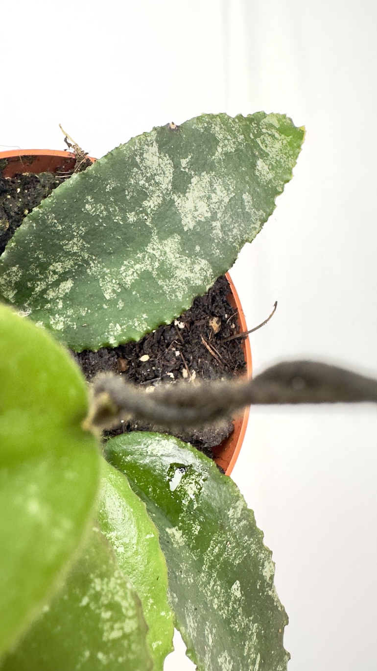 Hoya Caudata