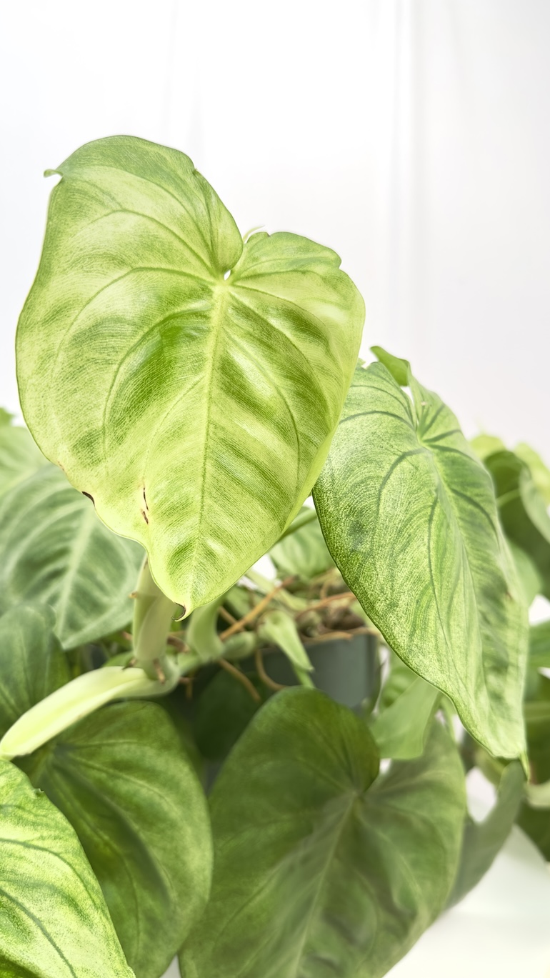 Syngonium Ice Frost | sadzonka cięta