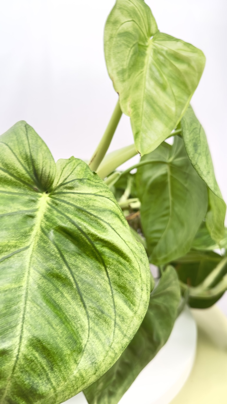 Syngonium Ice Frost | sadzonka cięta