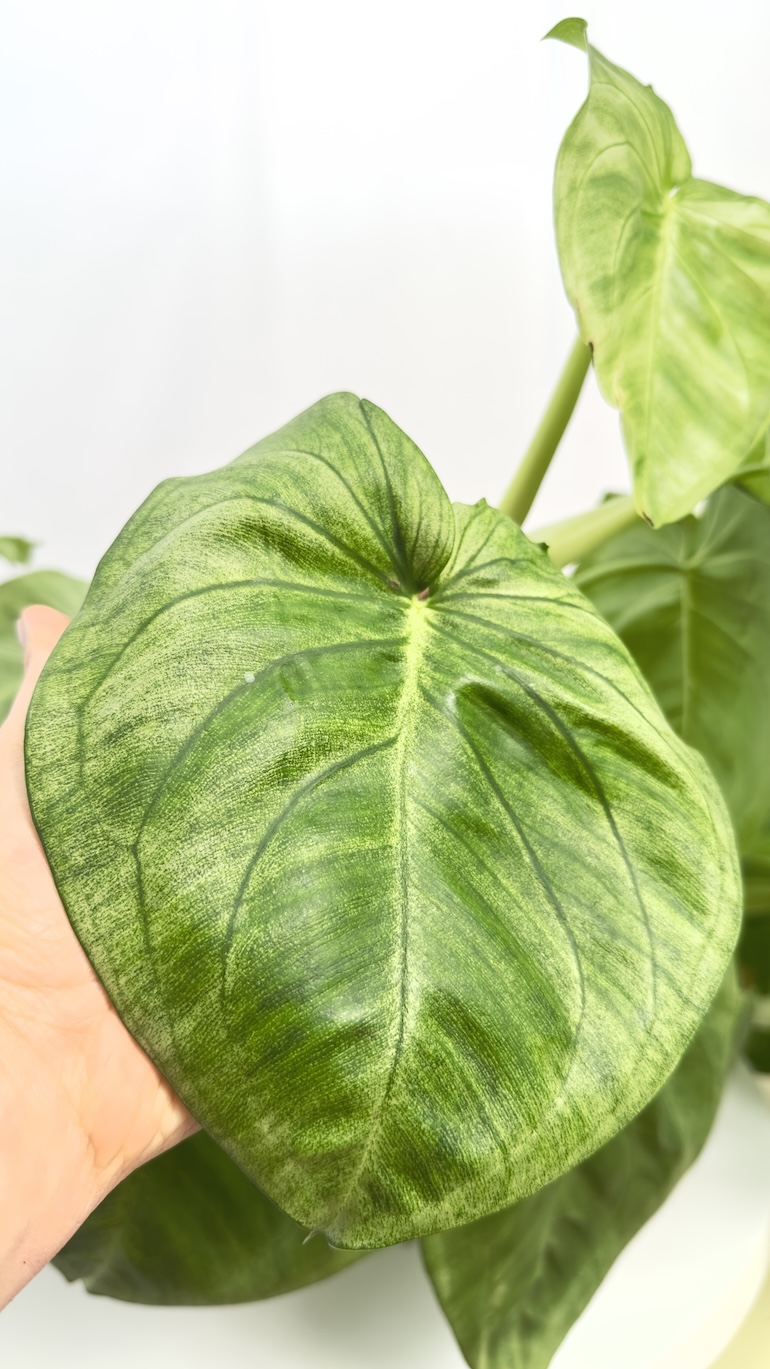 Syngonium Ice Frost | sadzonka cięta