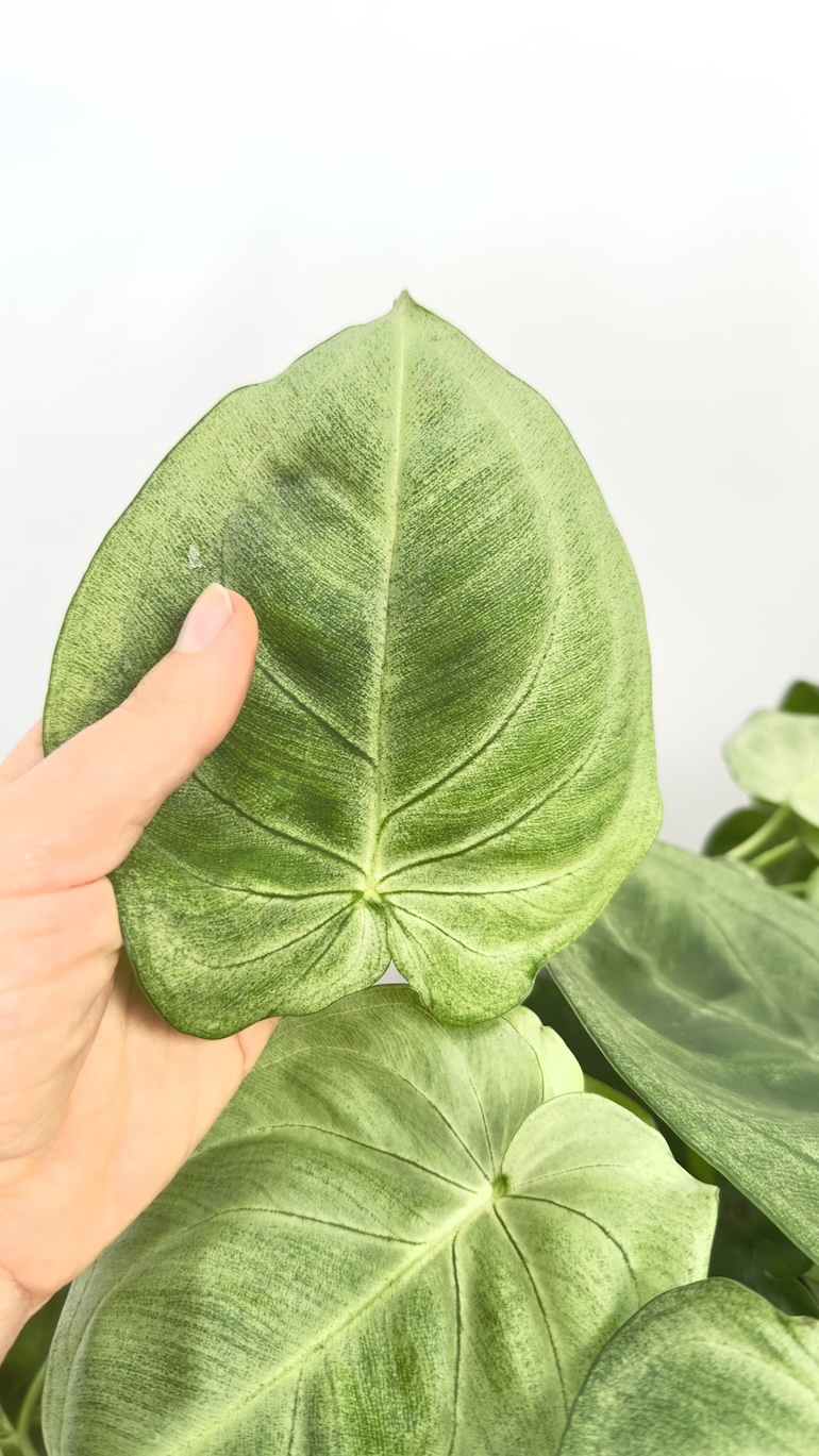 Syngonium Ice Frost | sadzonka cięta