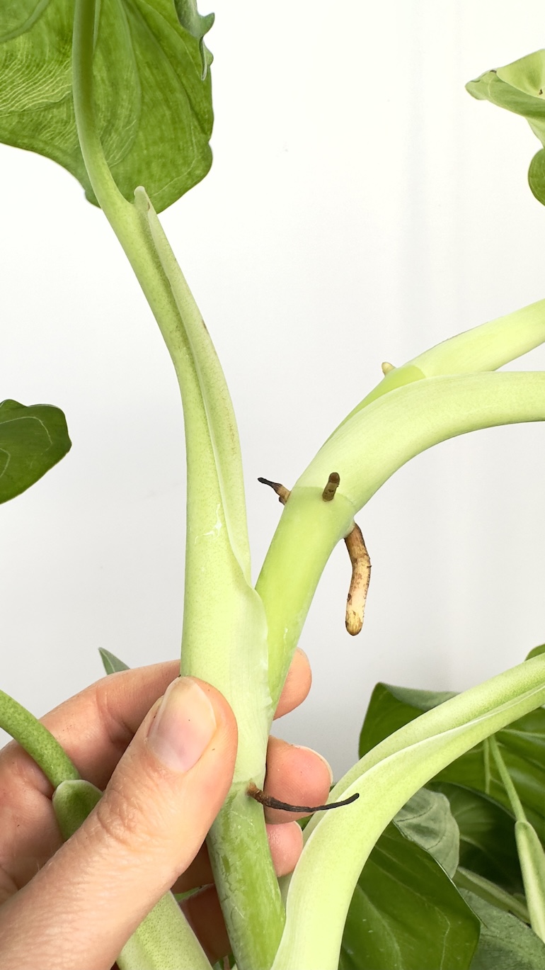 Syngonium Ice Frost | sadzonka cięta