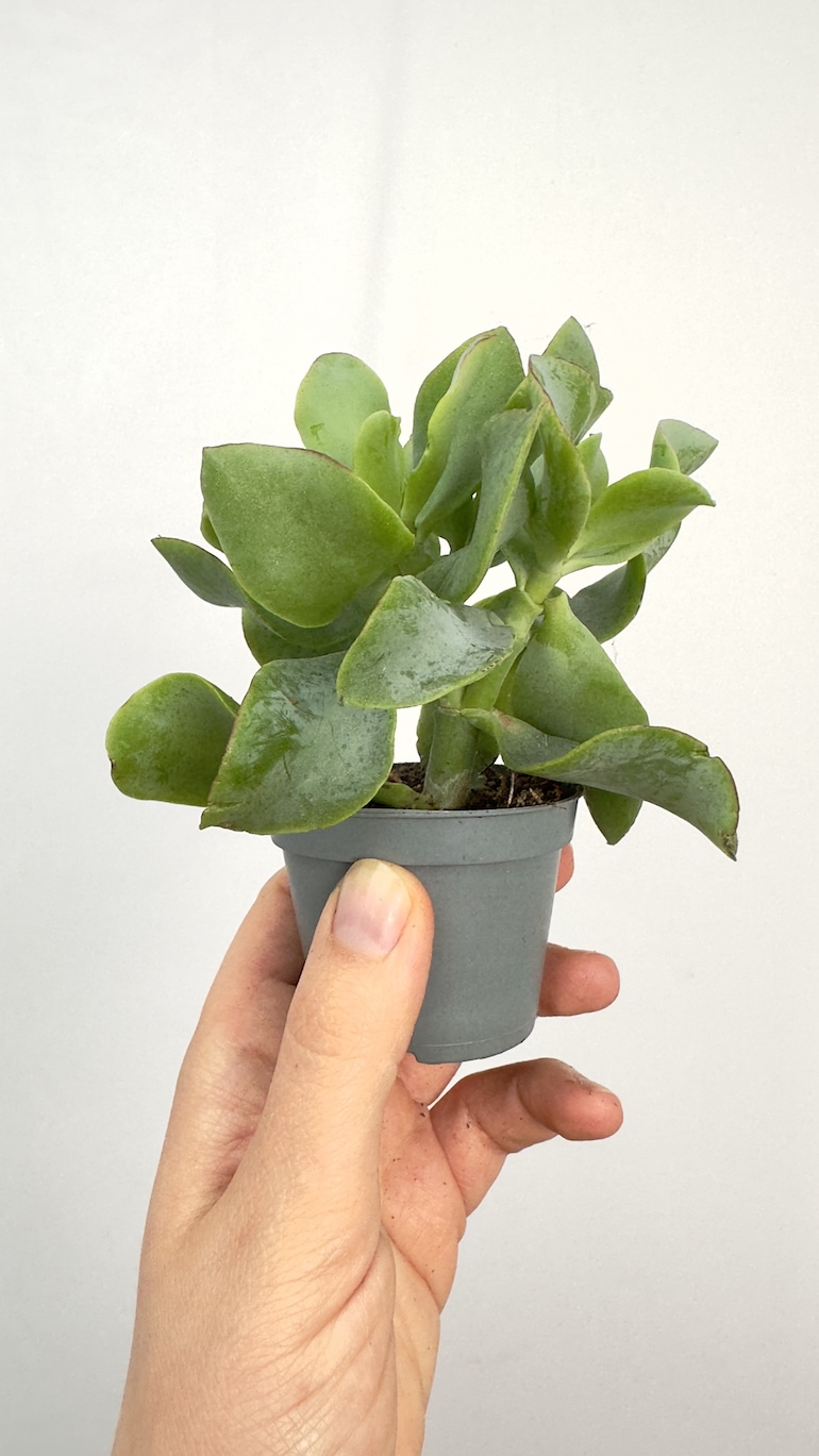 Crassula Argentea