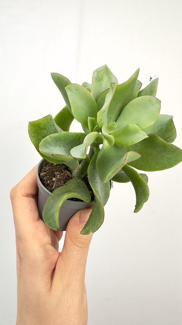 Crassula Argentea
