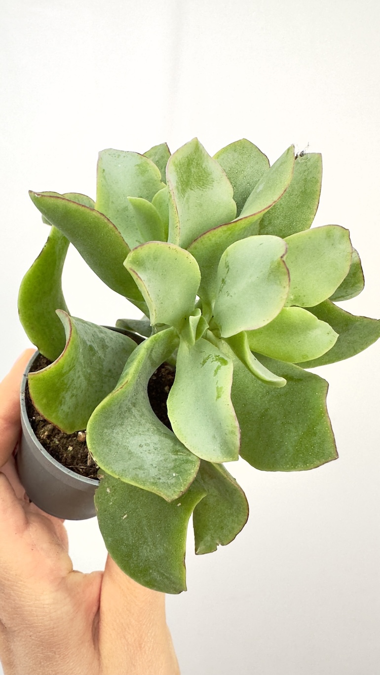 Crassula Argentea