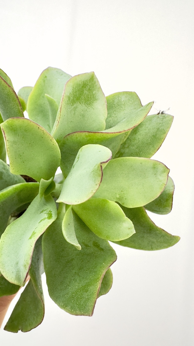 Crassula Argentea