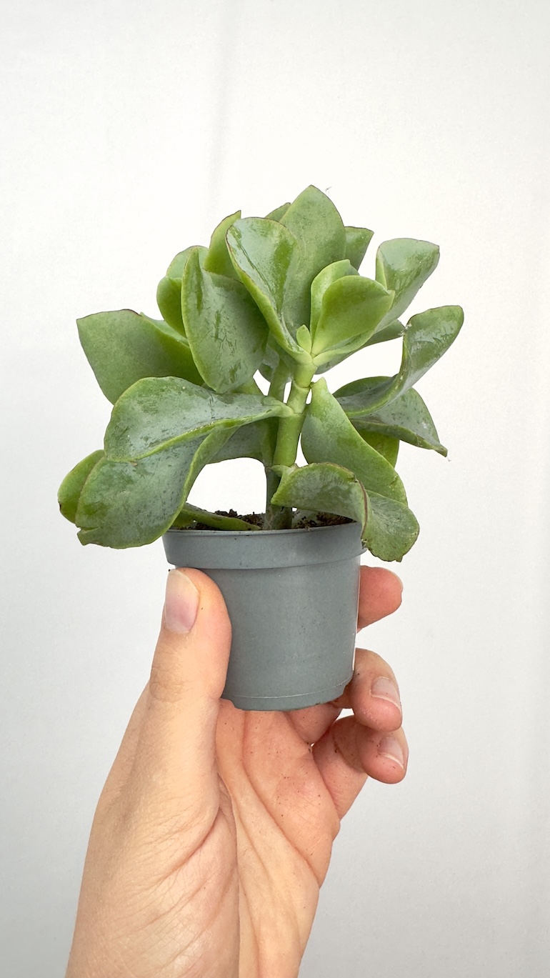 Crassula Argentea