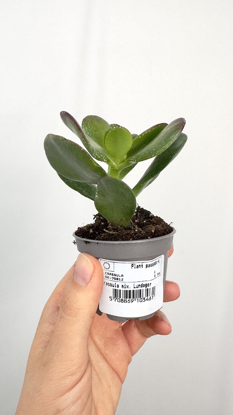 Crassula Moneymaker