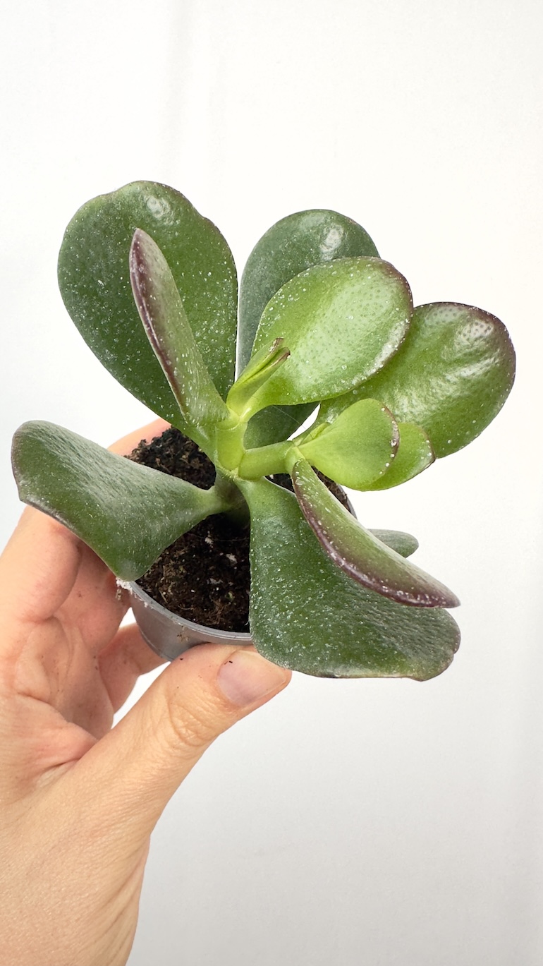 Crassula Moneymaker