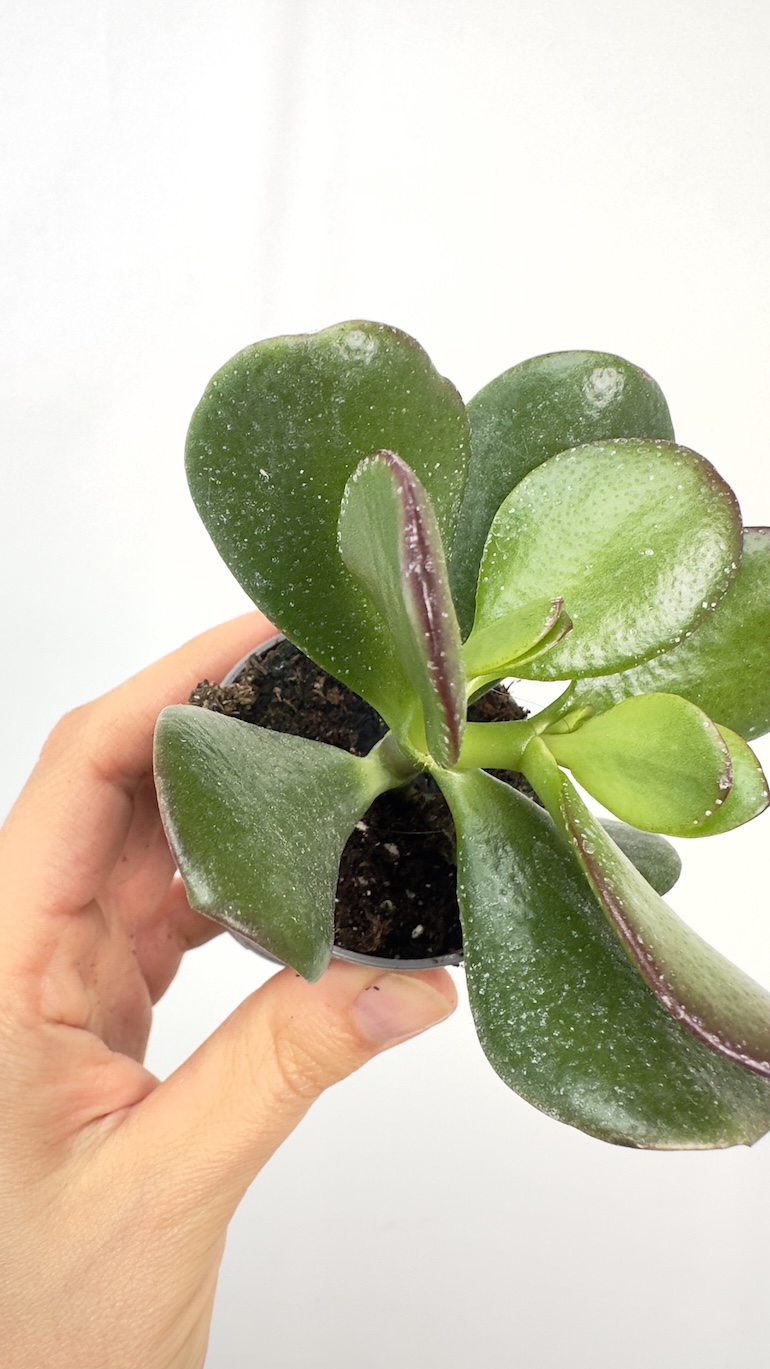Crassula Moneymaker
