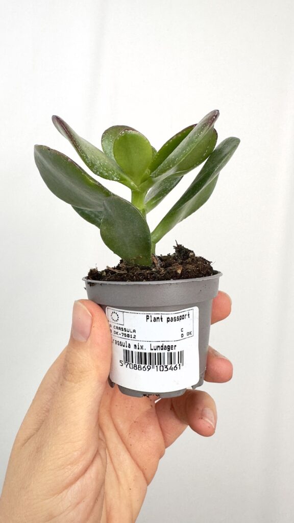 Crassula Moneymaker
