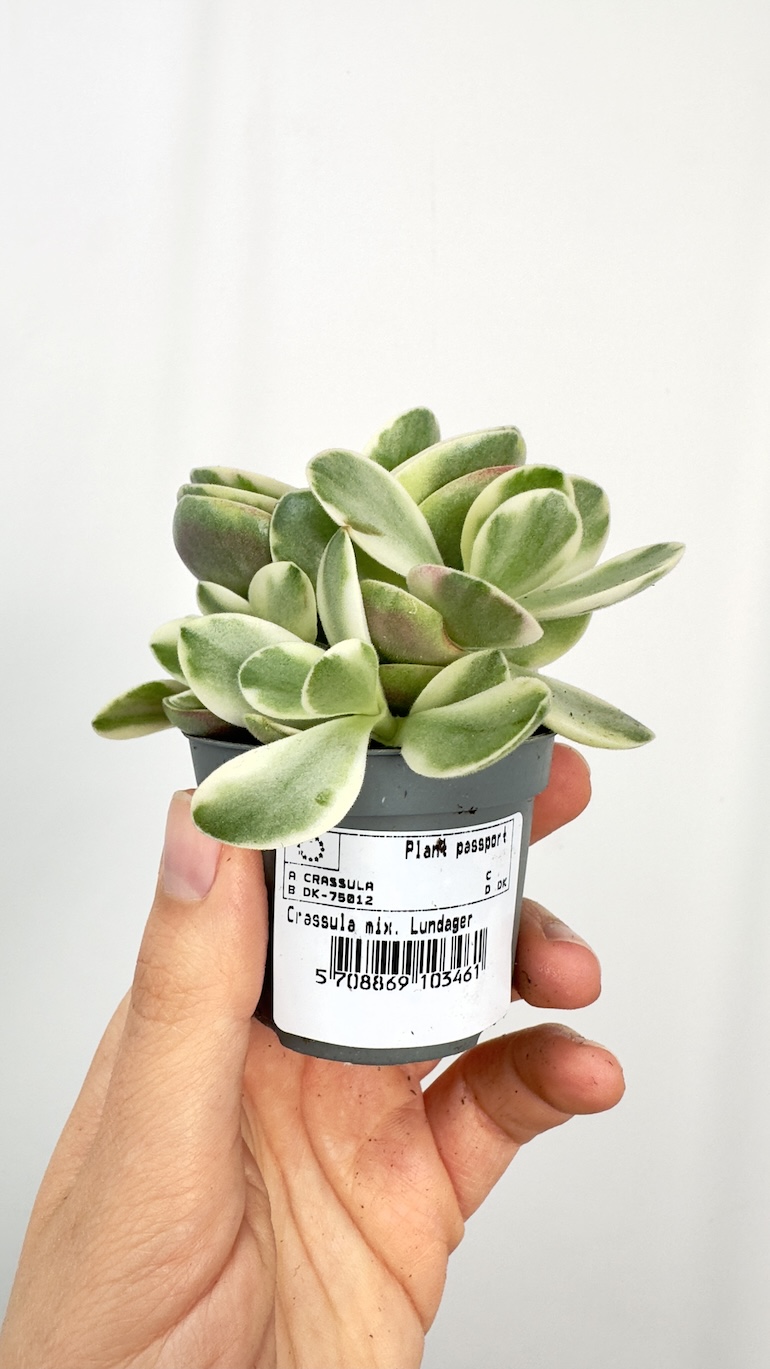 Crassula Moneymaker Variegata