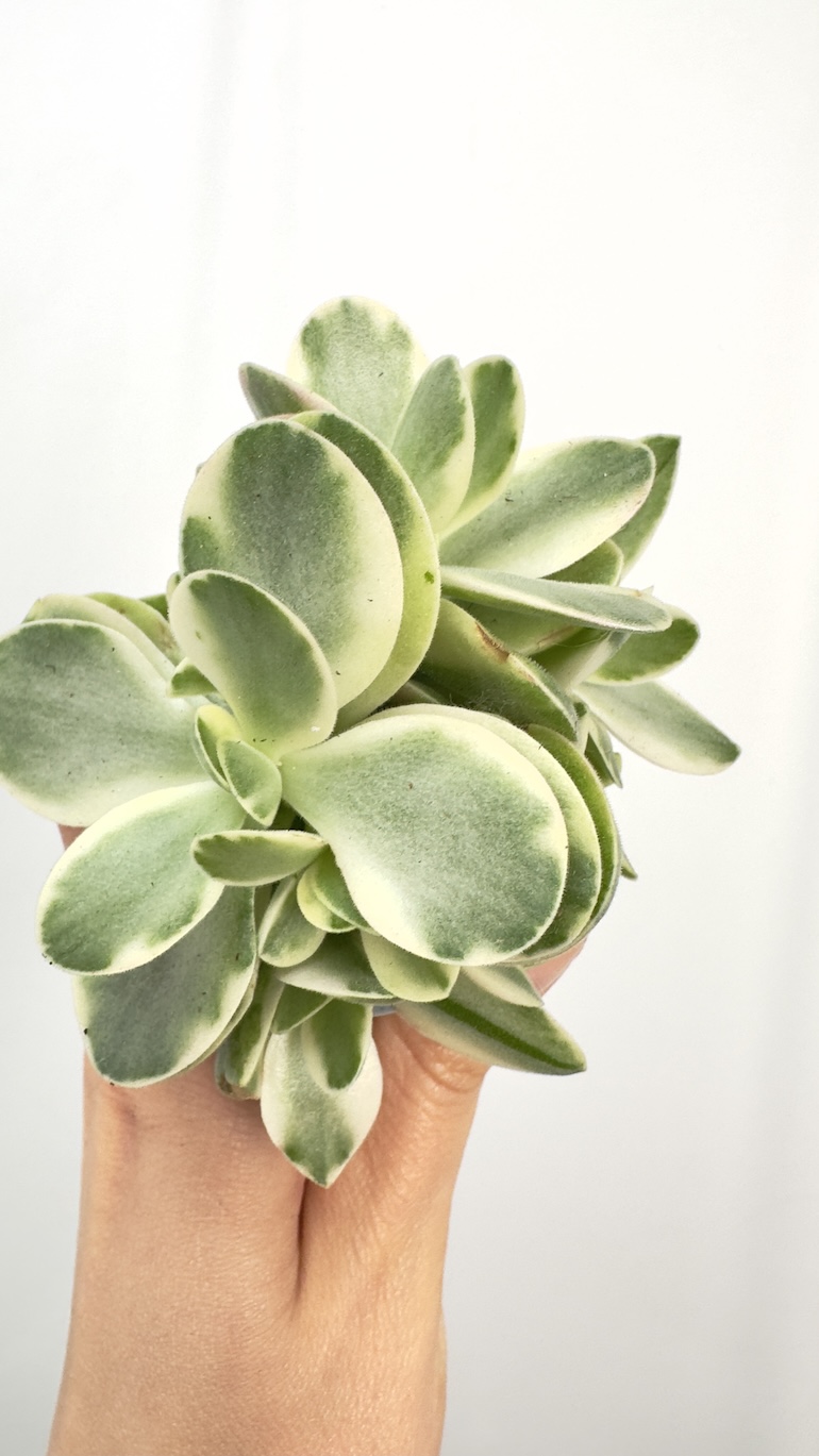 Crassula Moneymaker Variegata