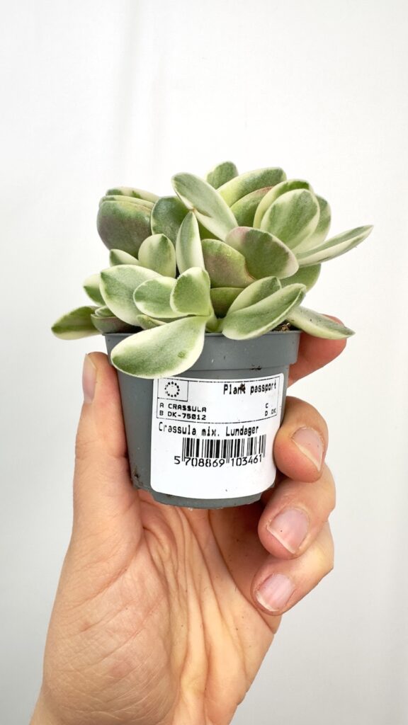 Crassula Moneymaker Variegata