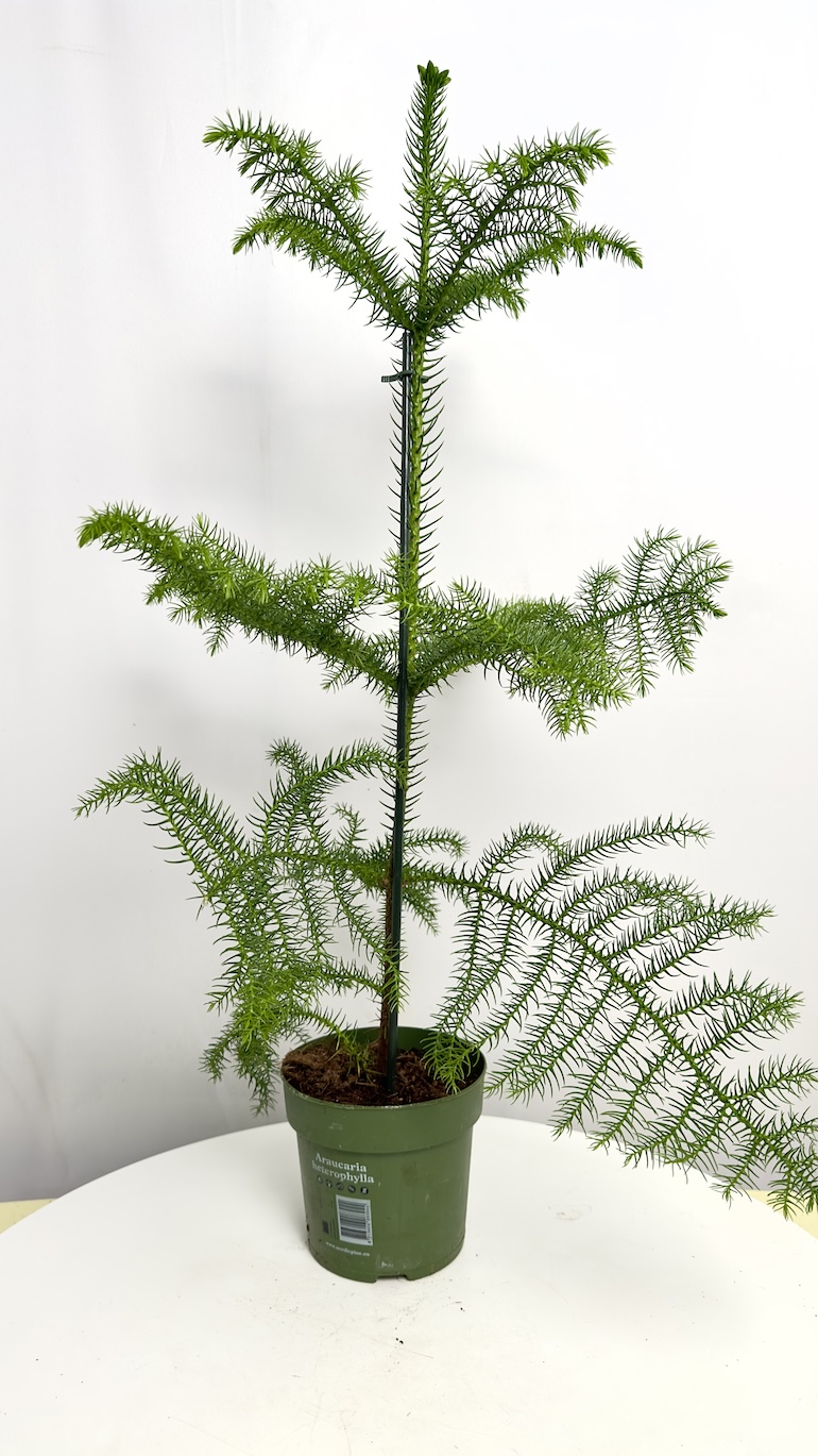 Araucaria heterophylla