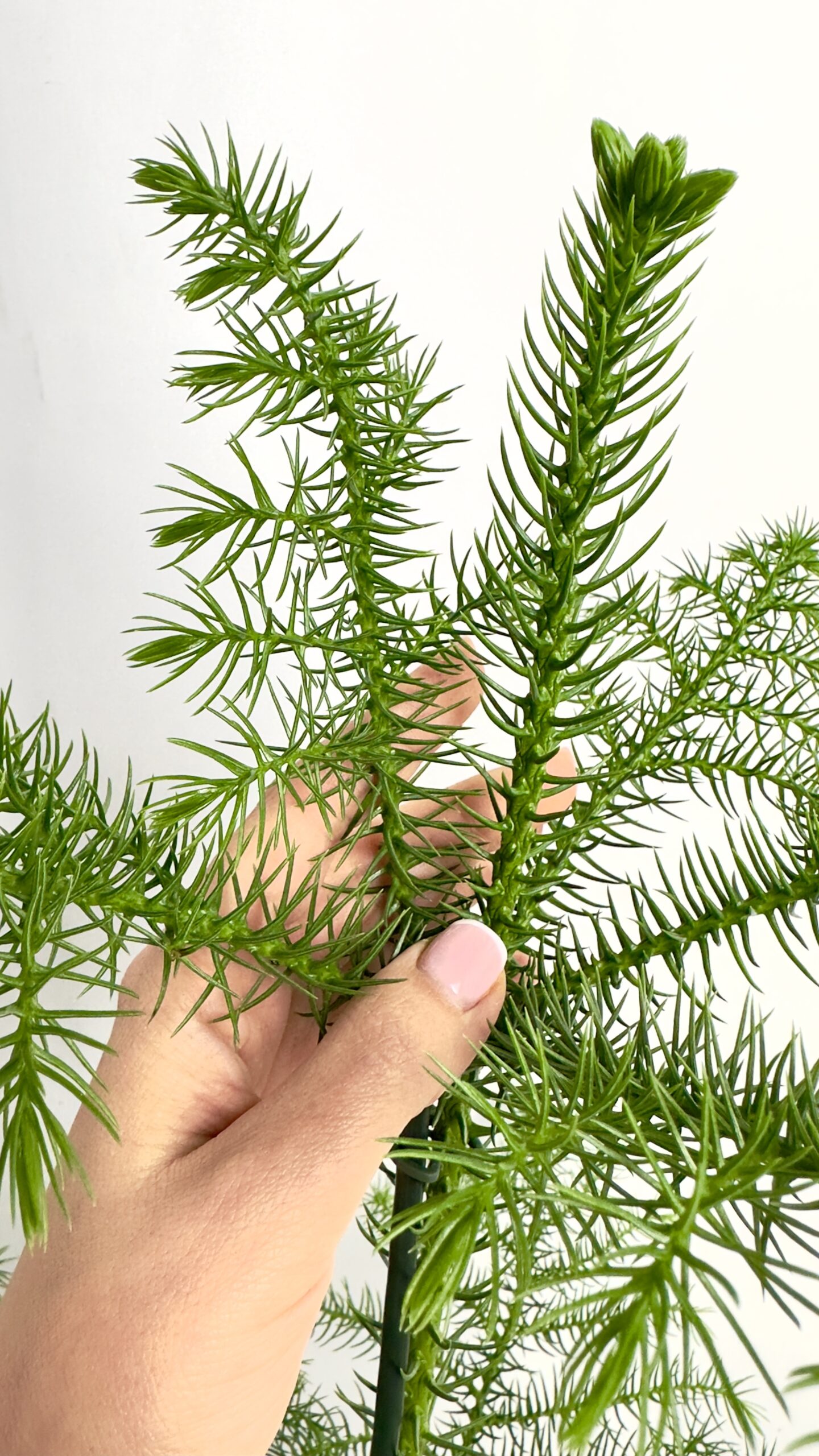 Araucaria heterophylla