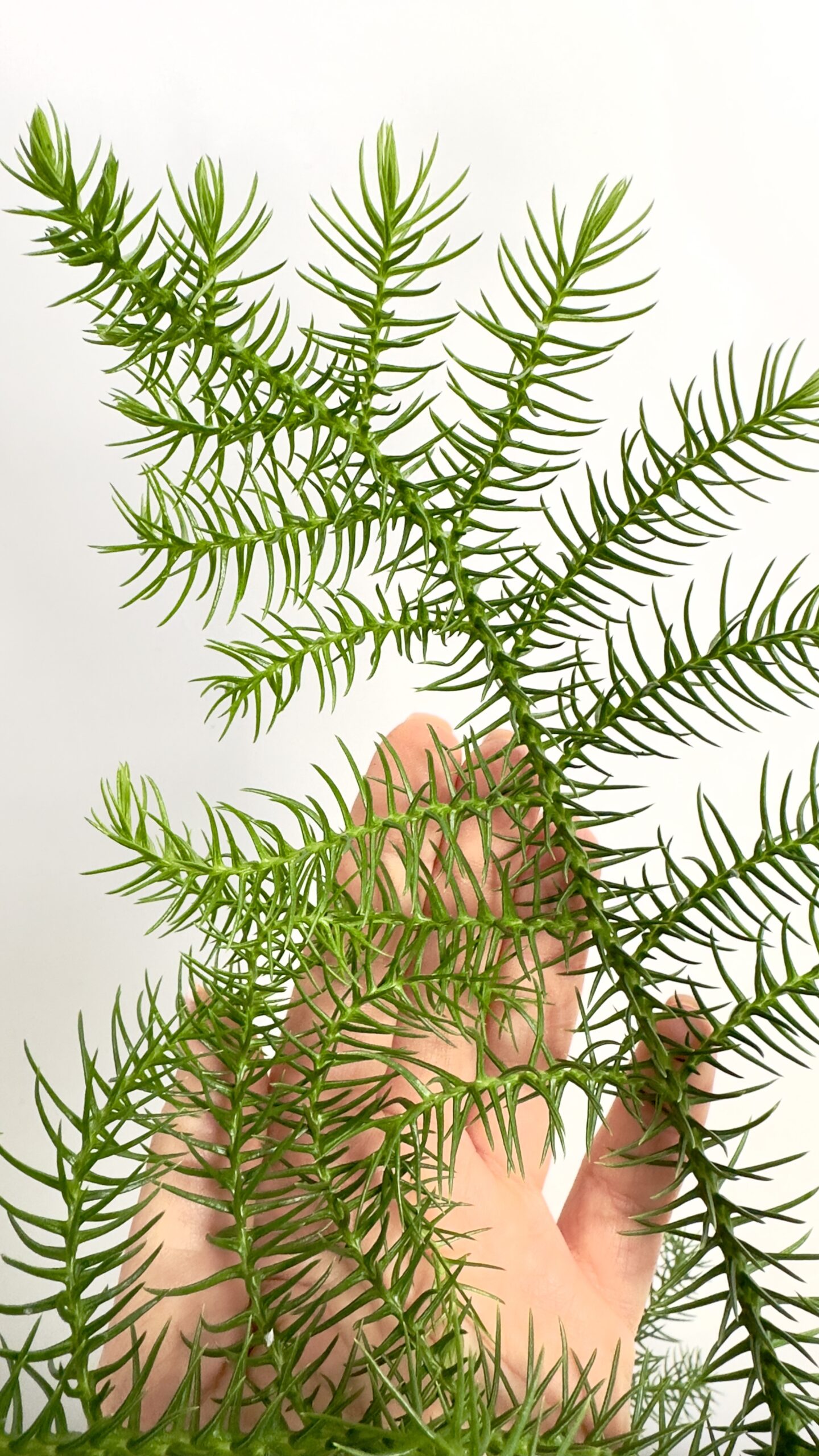 Araucaria heterophylla