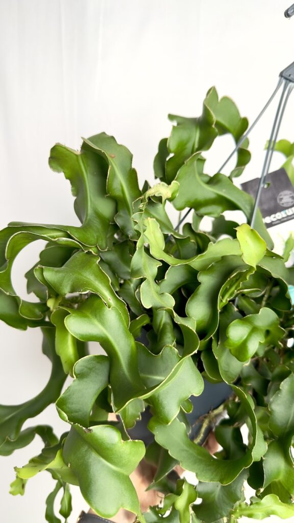 Epiphyllum Monstrose