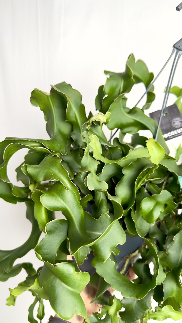 Epiphyllum Monstrose