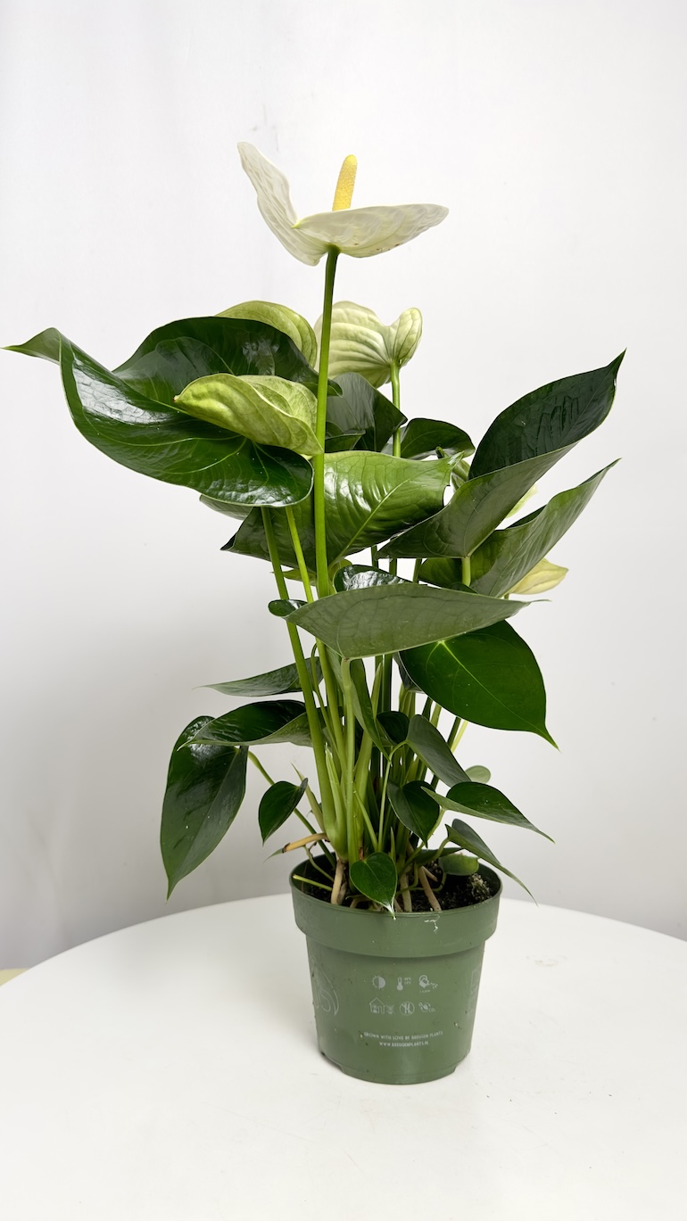 Anthurium Alpine