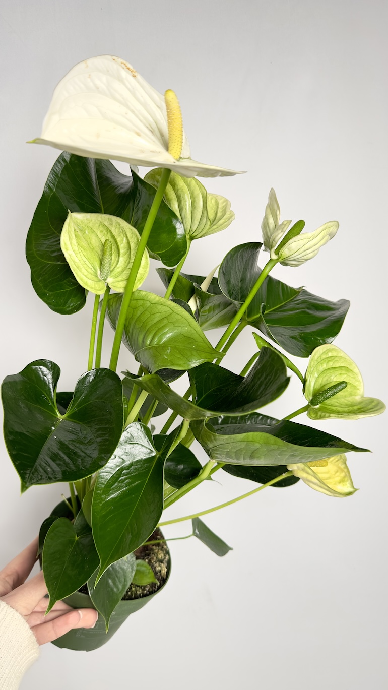 Anthurium Alpine