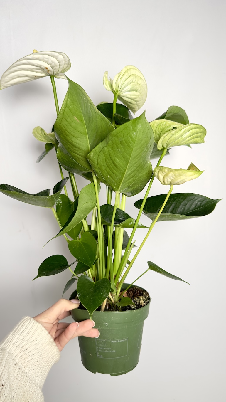 Anthurium Alpine