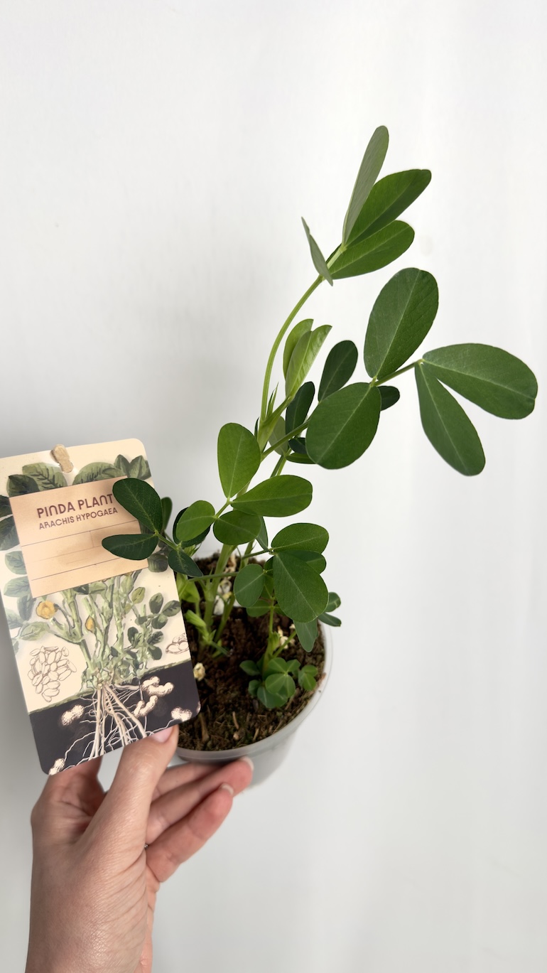 Arachis hypogaea | Orzech ziemny