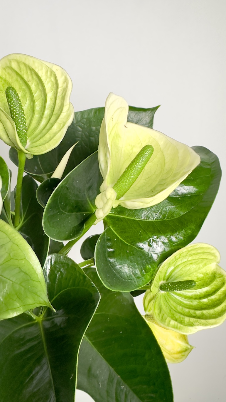Anthurium Alpine