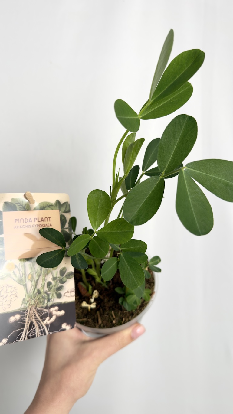 Arachis hypogaea | Orzech ziemny