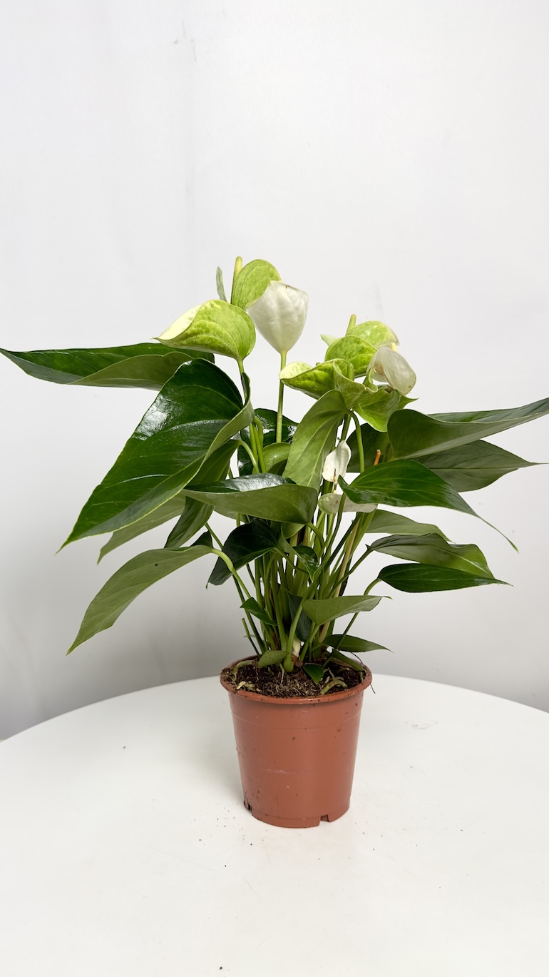 Anthurium Elido
