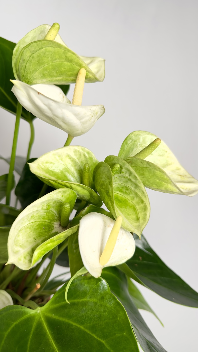 Anthurium Elido