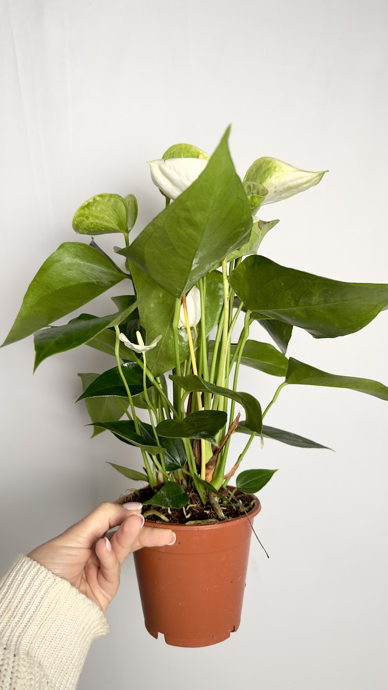 Anthurium Elido