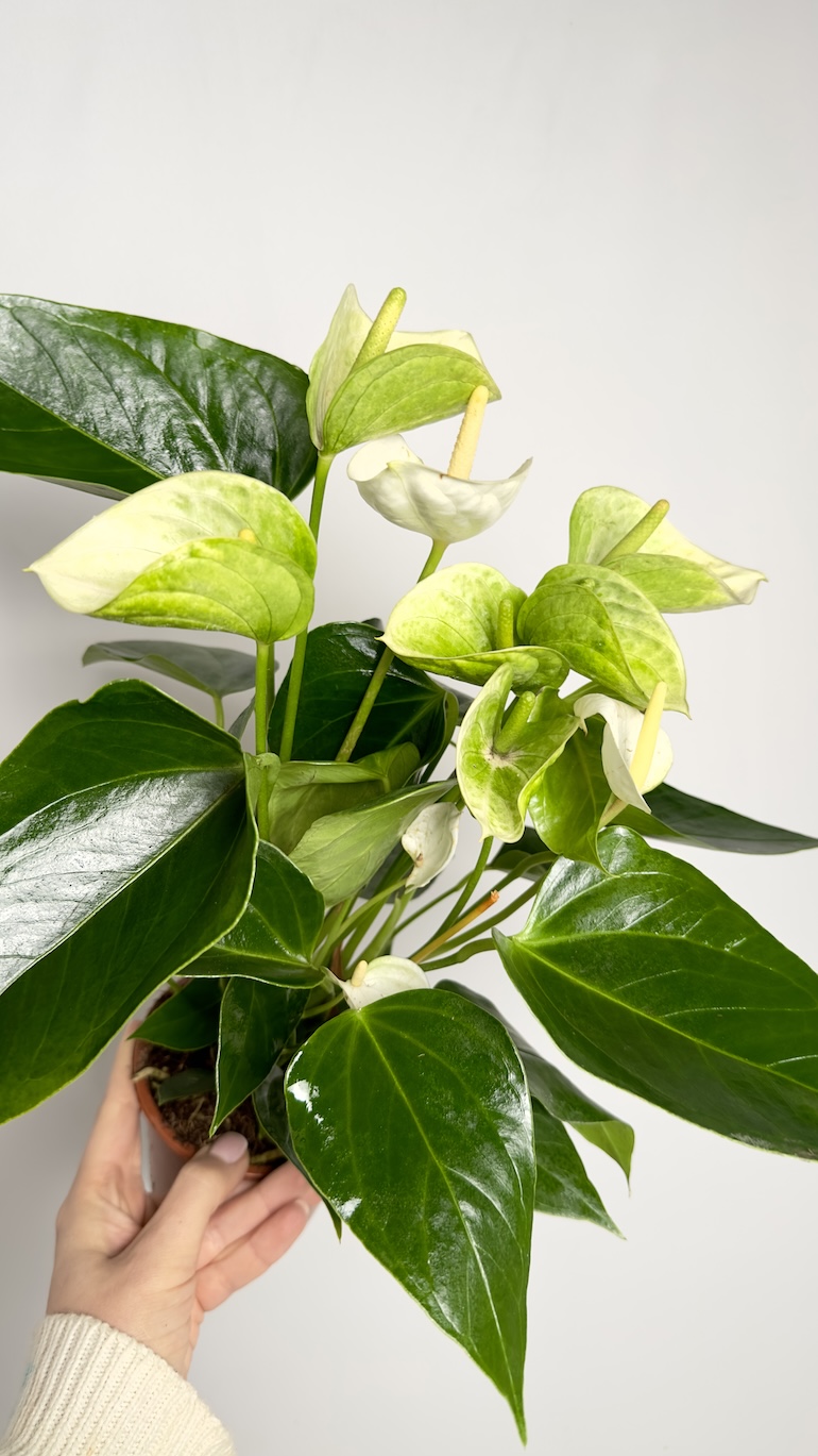 Anthurium Elido