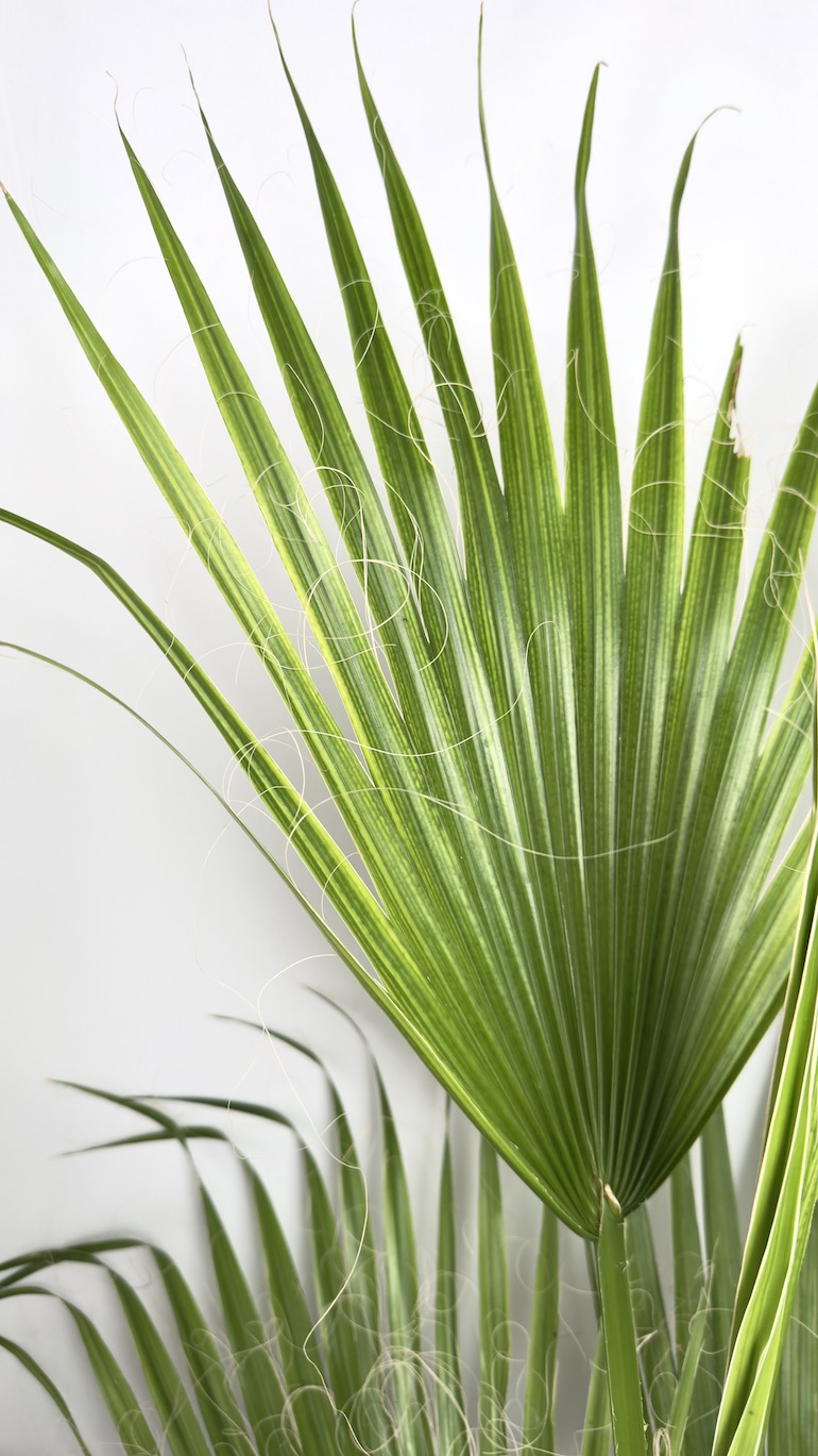 Washingtonia Filifera