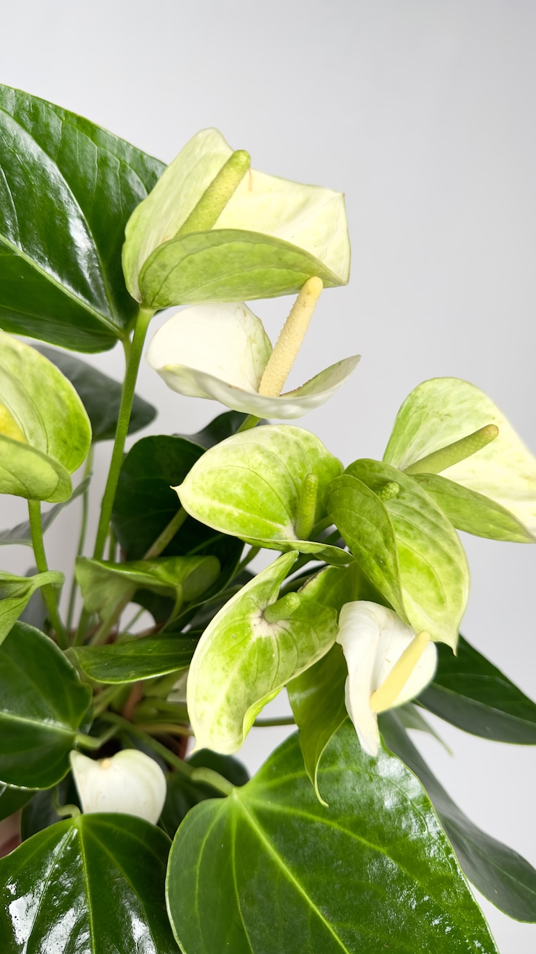 Anthurium Elido