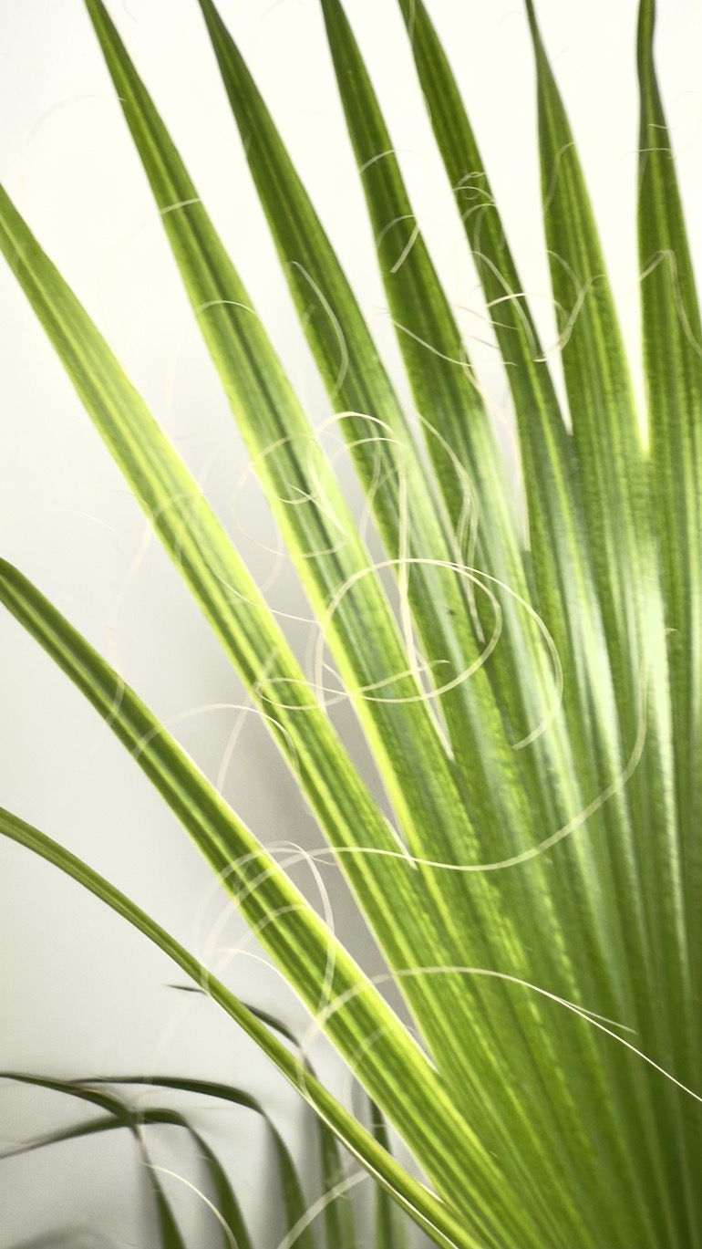Washingtonia Filifera