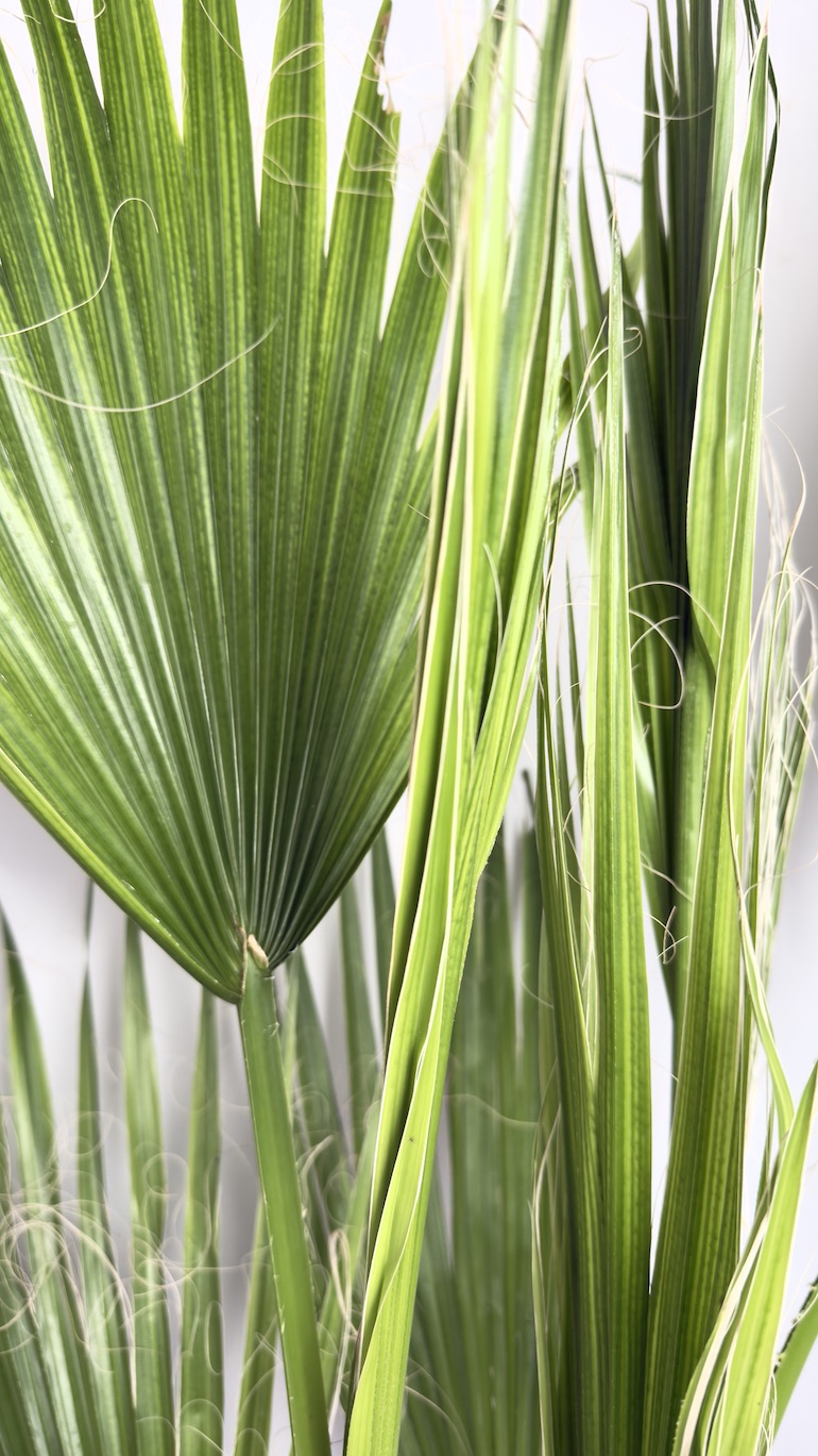 Washingtonia Filifera