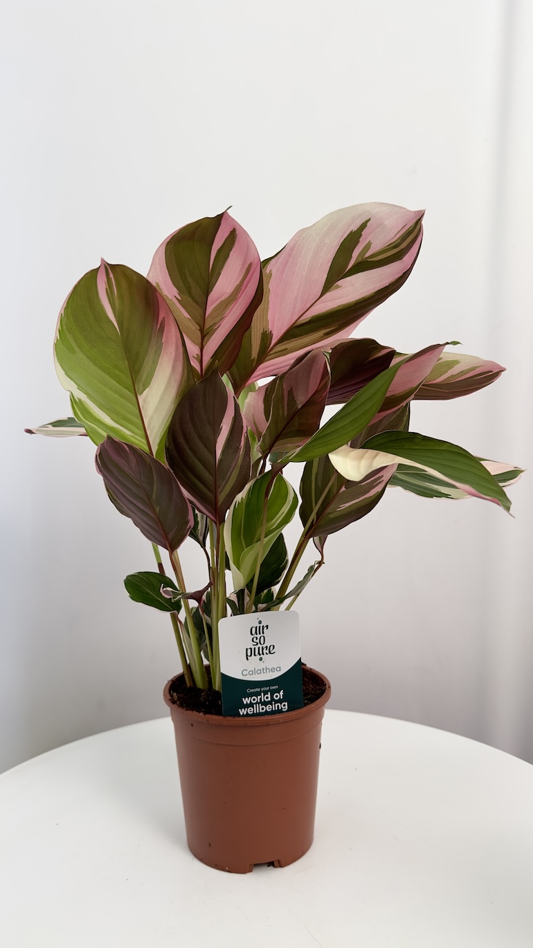 Calathea Princess Dahlia