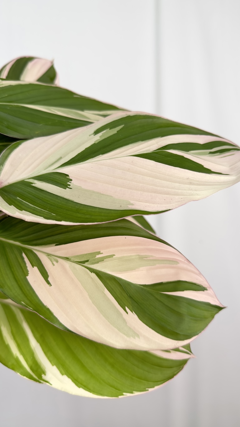 Calathea Princess Dahlia